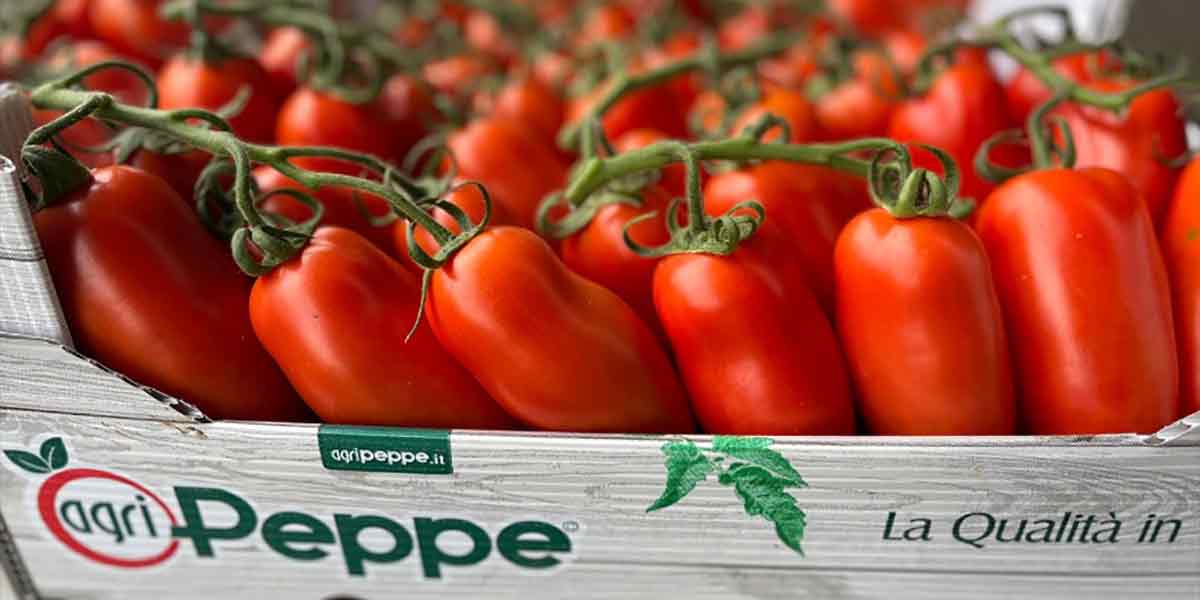 «Pomodori, la stagione positiva ci insegna che la quantità ammazza i mercati»